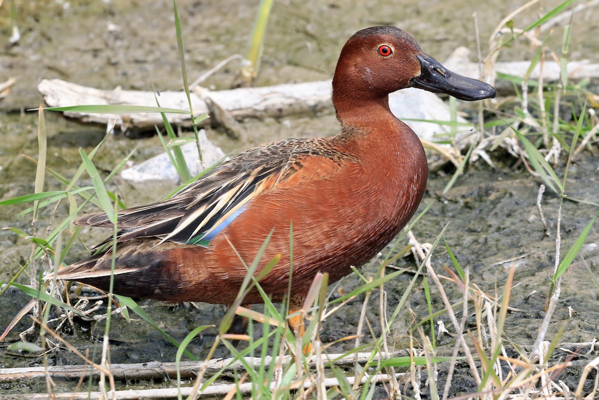 Cinnamon Teal - ML204876031