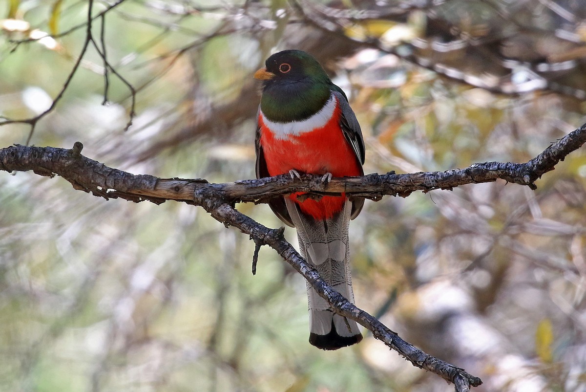 Elegant Trogon (Coppery-tailed) - Phillip Edwards