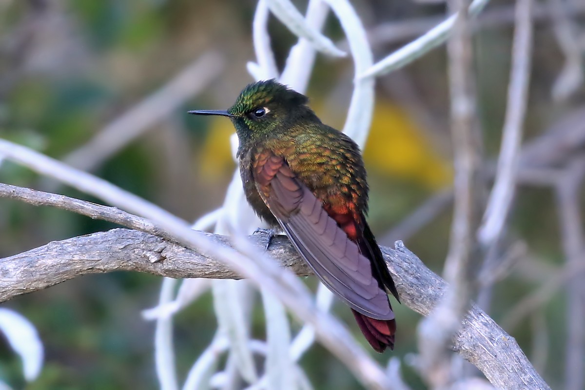 Perija Metaltail - Phillip Edwards