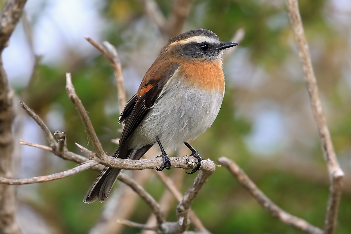 Rufous-breasted Chat-Tyrant - Phillip Edwards