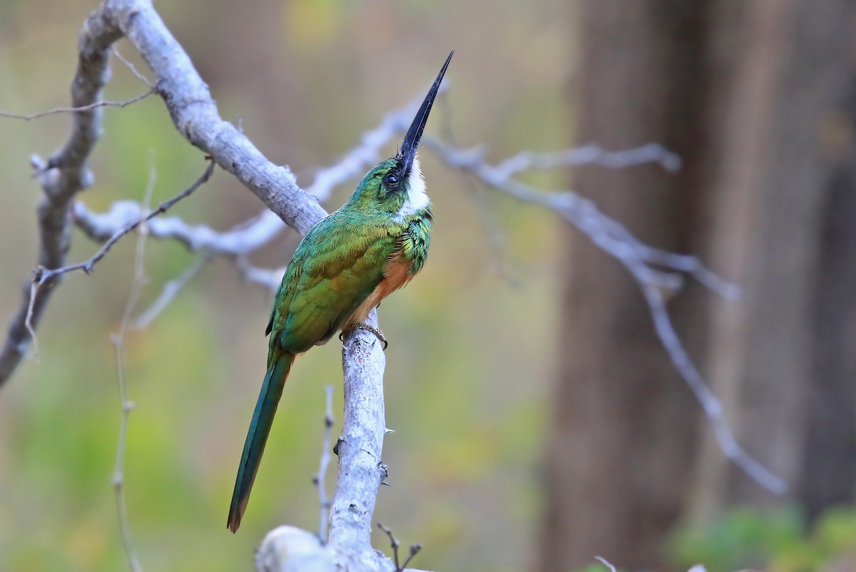 Rufous-tailed Jacamar (Rufous-tailed) - ML204876341