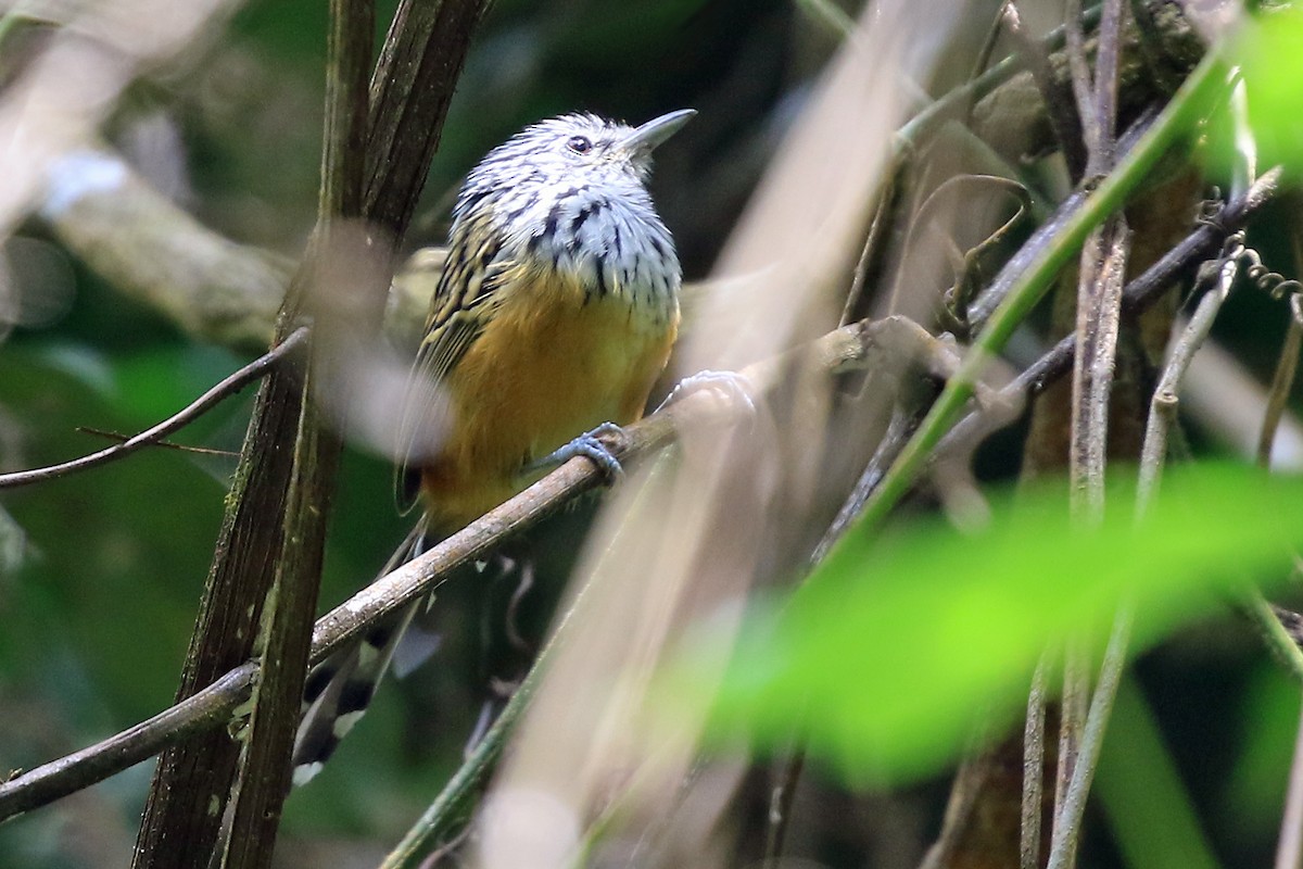 Santa Marta Antbird - ML204876381