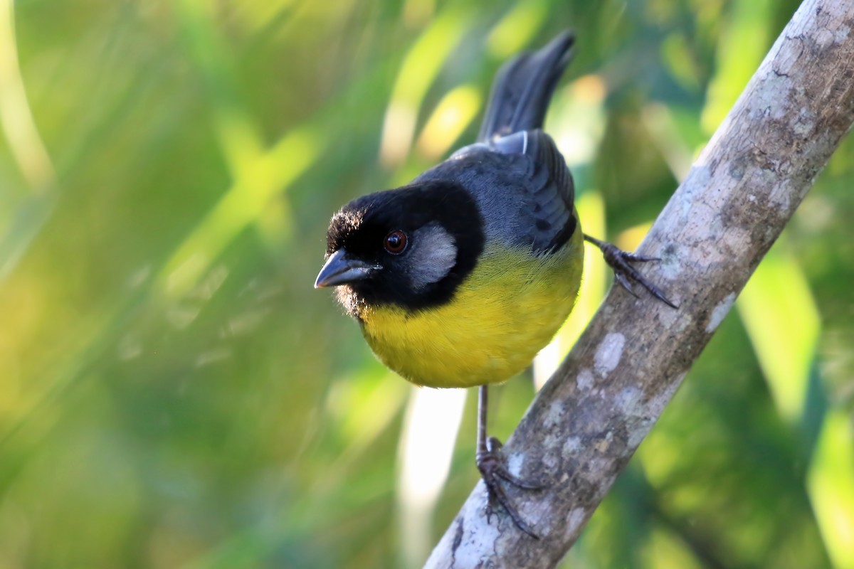 Santa Marta Brushfinch - ML204876401