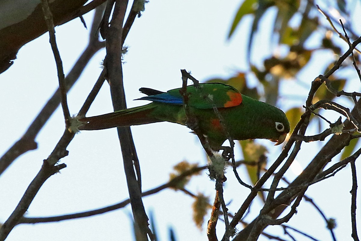 Conure de Santa Marta - ML204876421