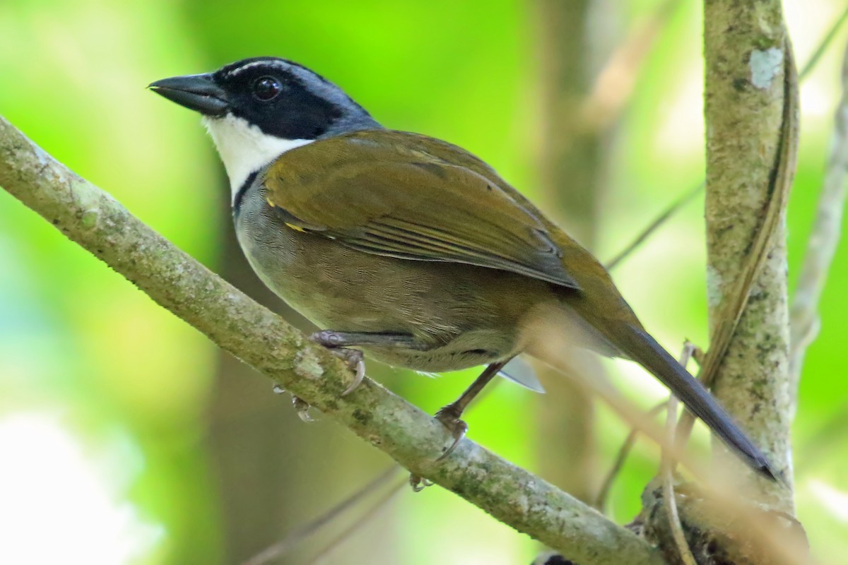 Sierra Nevada Brushfinch - Phillip Edwards