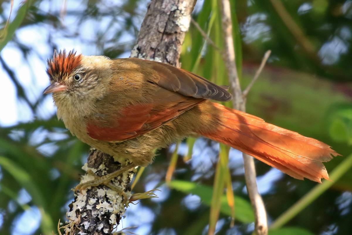 Streak-capped Spinetail - ML204876621