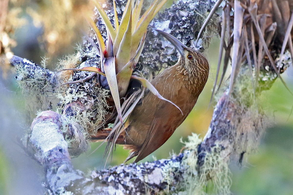 Strong-billed Woodcreeper (Andean/Northern) - ML204876661