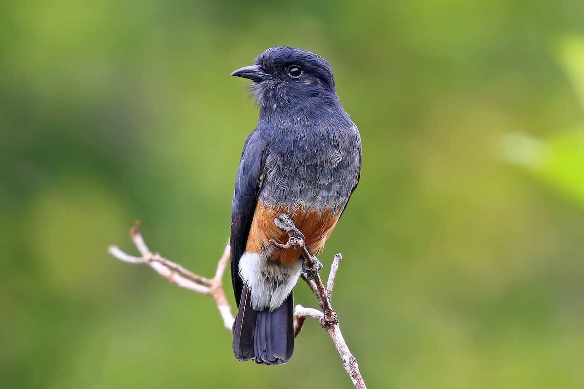 Swallow-winged Puffbird - ML204876711