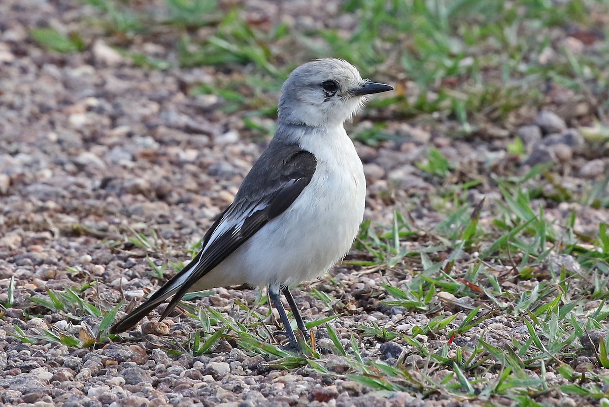 White-rumped Monjita - ML204876801