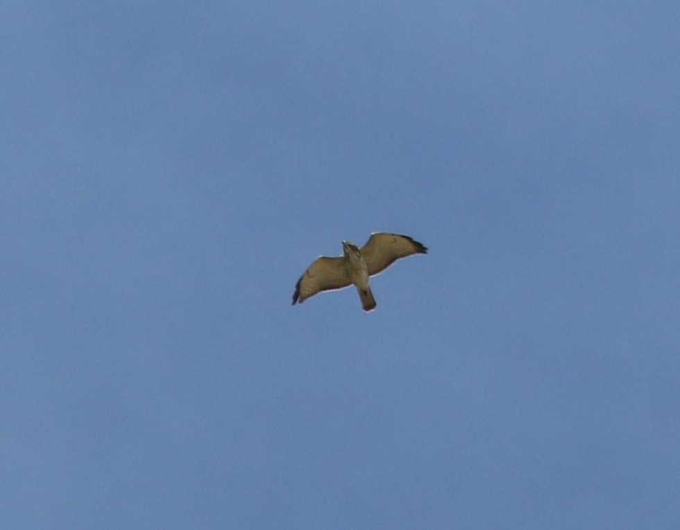 Broad-winged Hawk - ML20487691