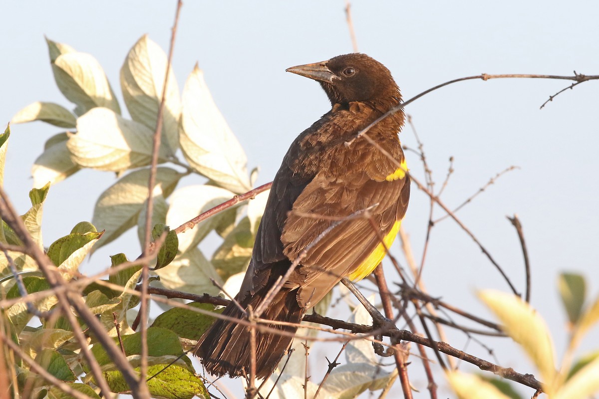 Yellow-rumped Marshbird - ML204876931