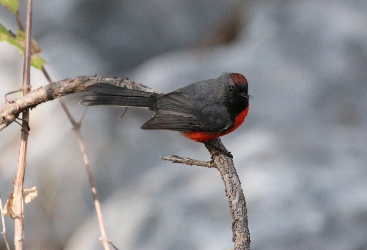 Slate-throated Redstart - ML20487711