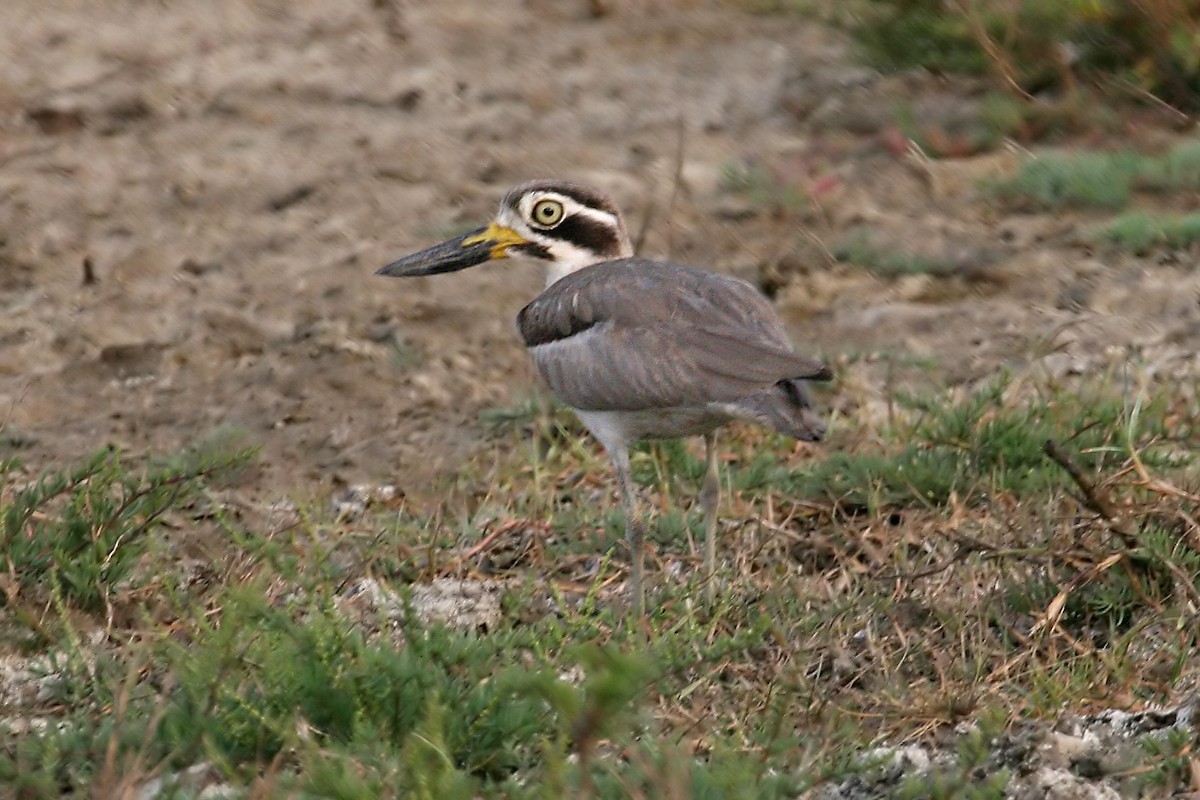 Great Thick-knee - ML204877111