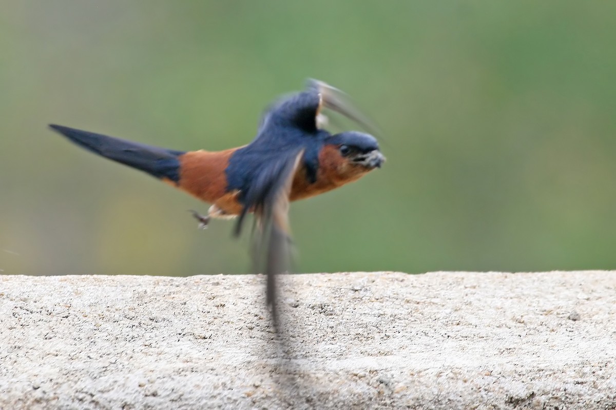 Sri Lanka Swallow - Phillip Edwards