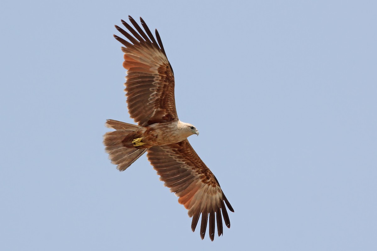 Brahminy Kite - Phillip Edwards