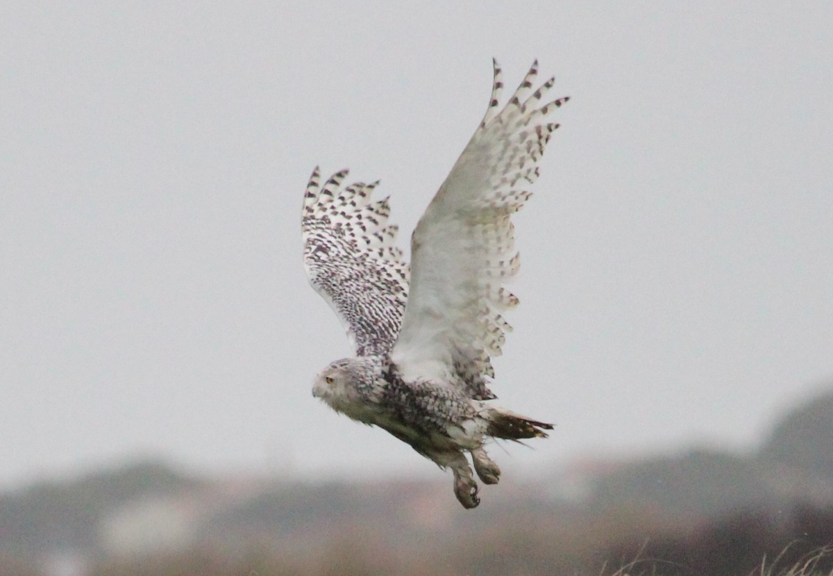 Snowy Owl - ML204877341