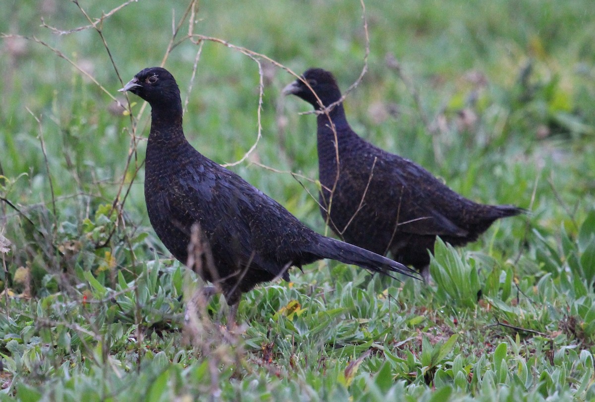 Ring-necked Pheasant - ML204877371