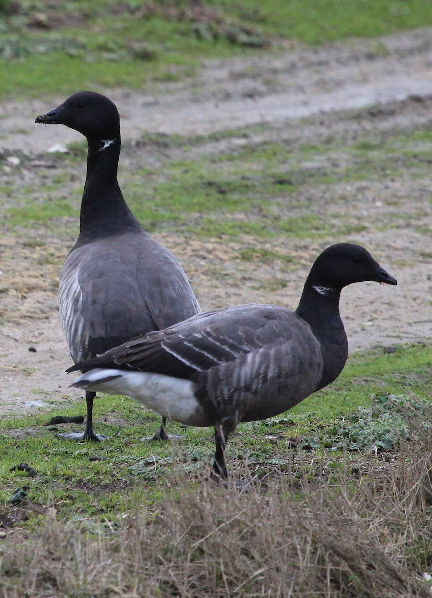 Brant (Dark-bellied) - Luis Mario Arce