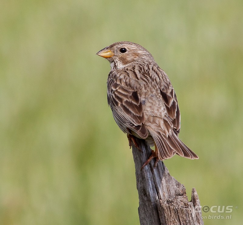 Corn Bunting - Mattias Hofstede