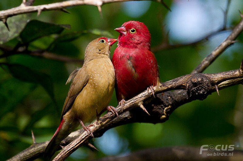 Red-billed Firefinch - ML204878101