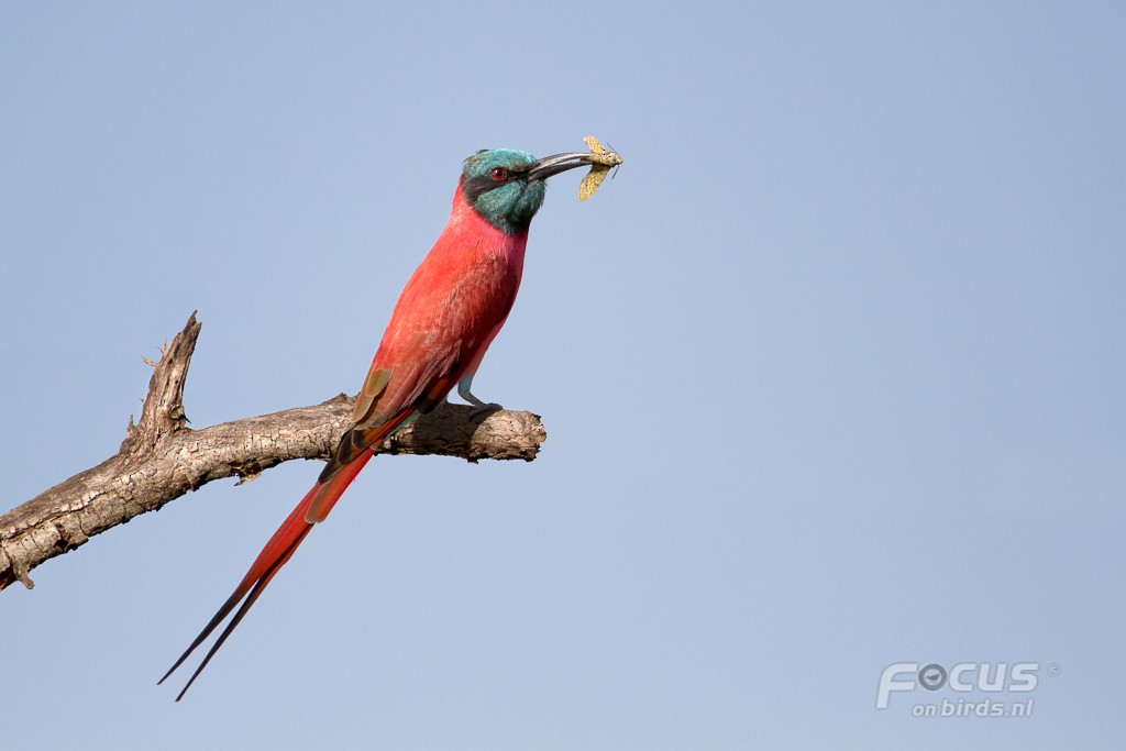 Northern Carmine Bee-eater - ML204878131