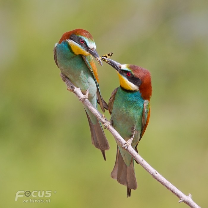 ヨーロッパハチクイ - ML204878161