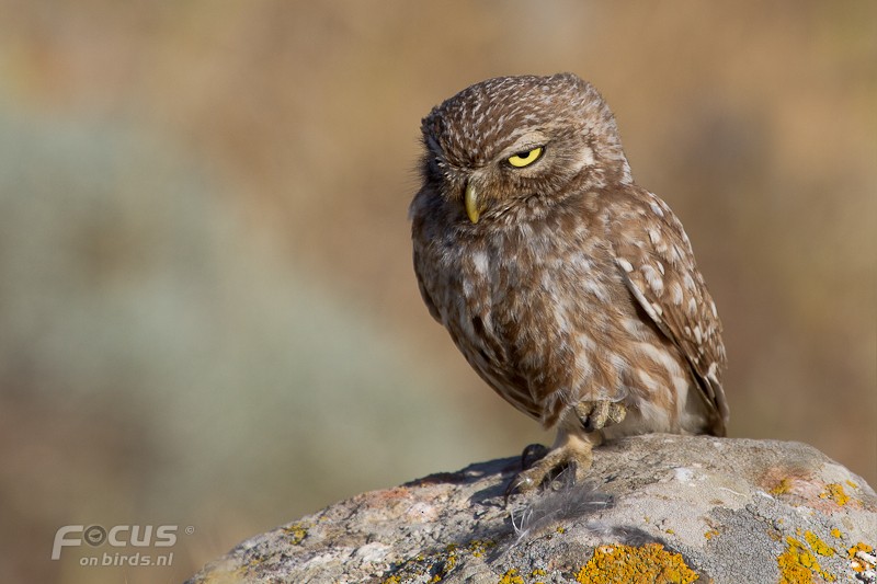 コキンメフクロウ - ML204878311