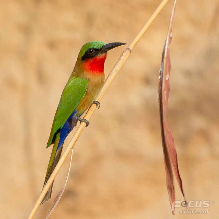 Red-throated Bee-eater - Mattias Hofstede