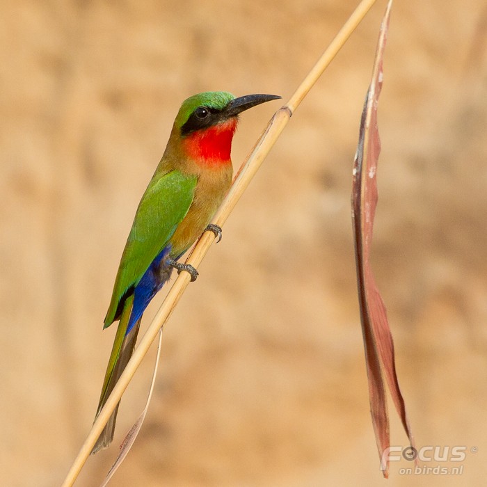 Red-throated Bee-eater - ML204878431