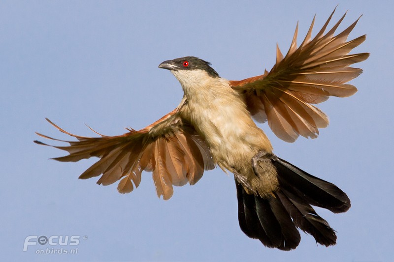 Coucal du Sénégal - ML204878471