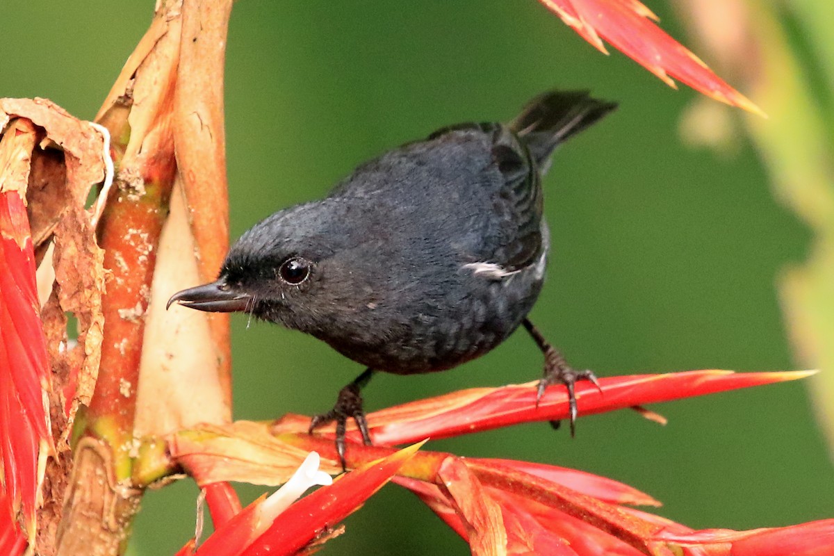 White-sided Flowerpiercer - ML204878601