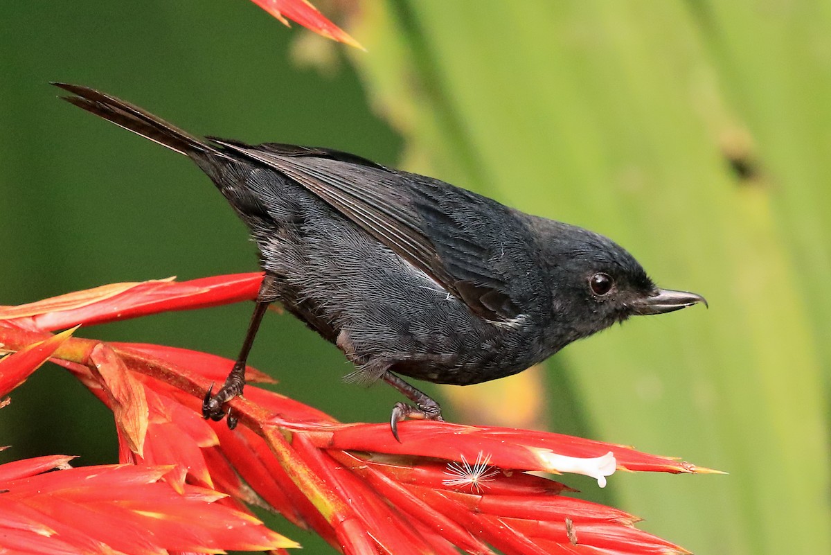 Pinchaflor Flanquiblanco - ML204878611