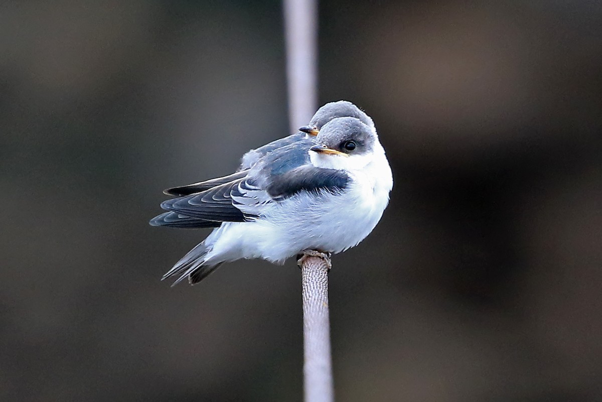 Hirondelle à ailes blanches - ML204878651