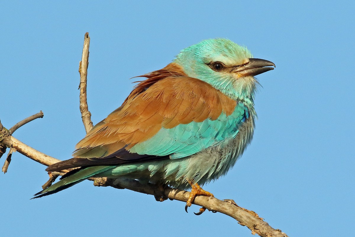 European Roller - ML204878851