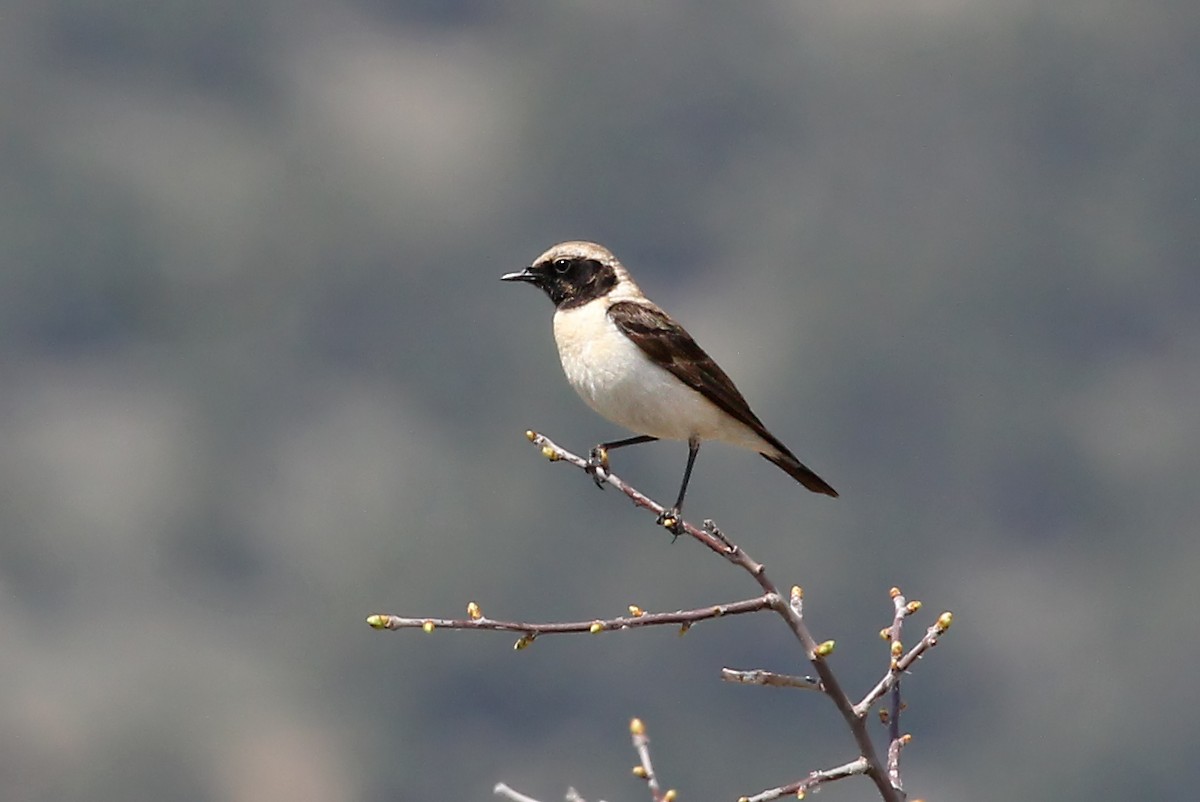 Eastern Black-eared Wheatear - Phillip Edwards