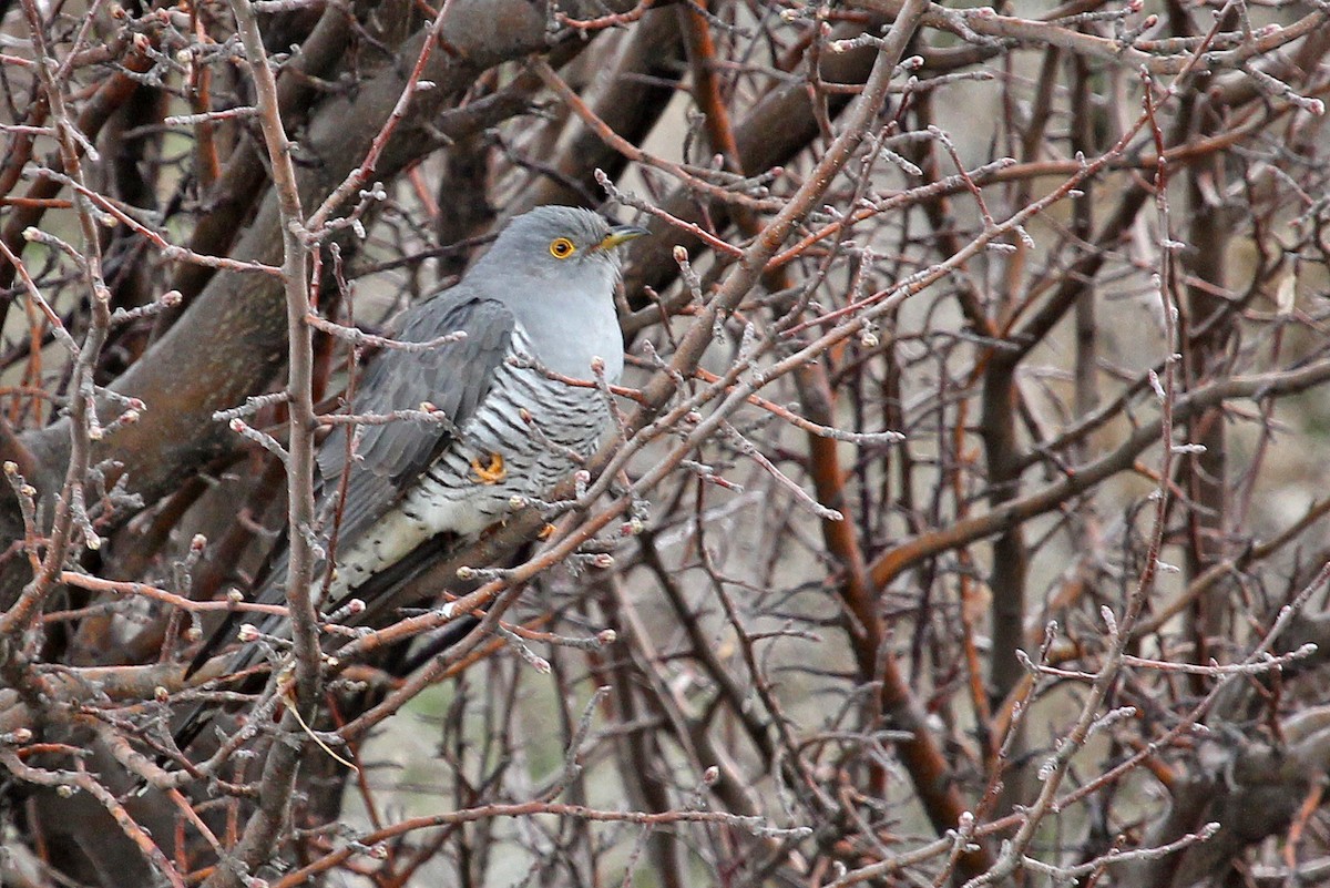 Common Cuckoo - Phillip Edwards