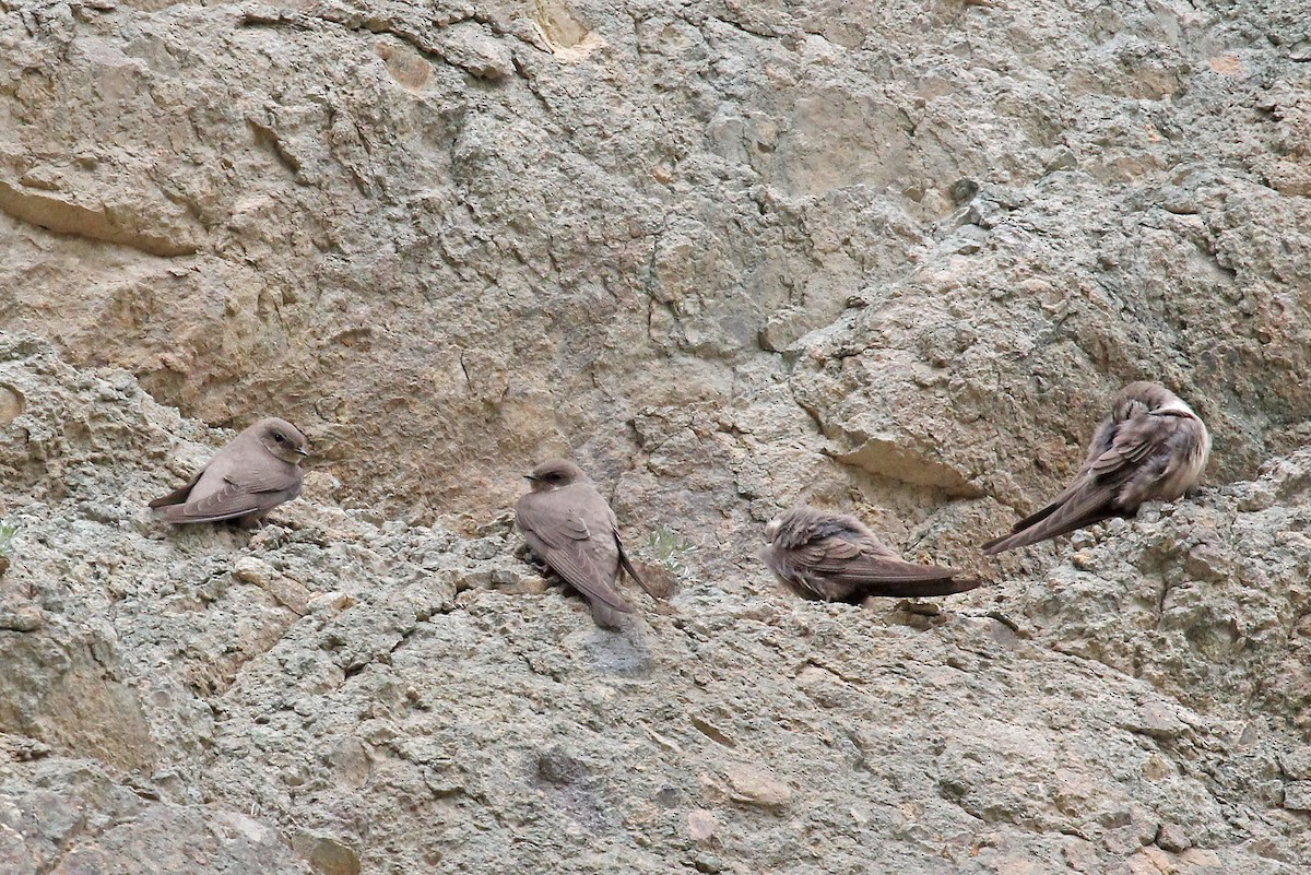 Eurasian Crag-Martin - Phillip Edwards