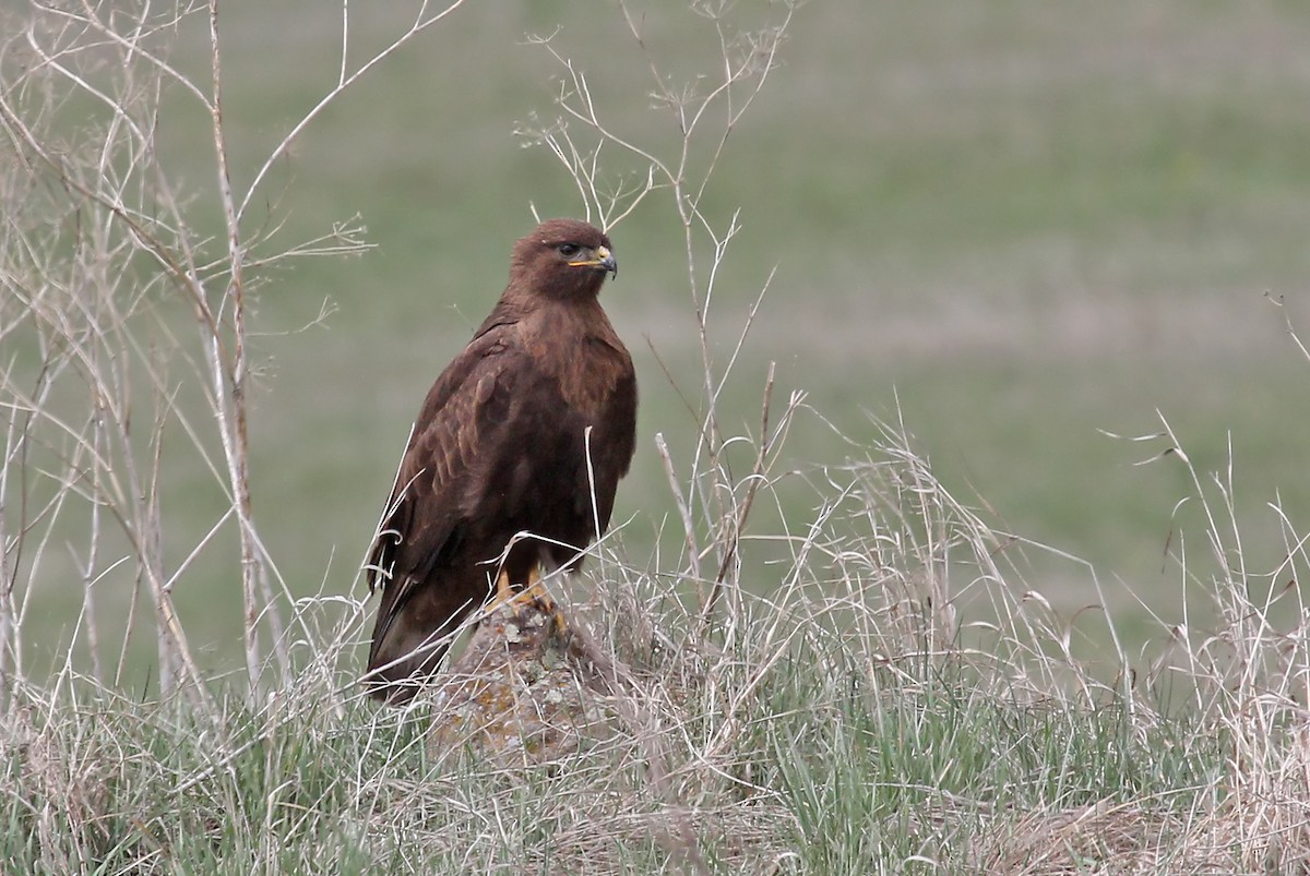 Common Buzzard (Steppe) - ML204879361