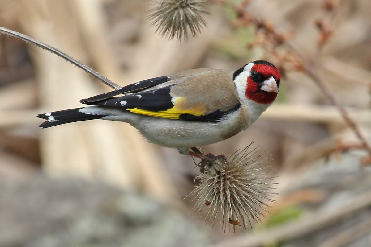 Chardonneret élégant (groupe carduelis) - ML204879421