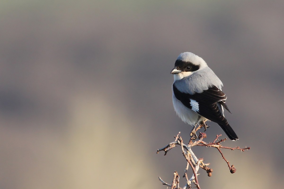 Lesser Gray Shrike - ML204879451