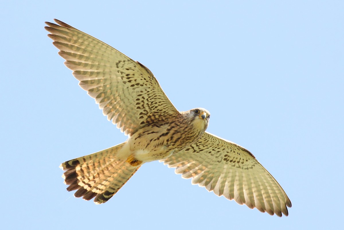 Lesser Kestrel - Phillip Edwards