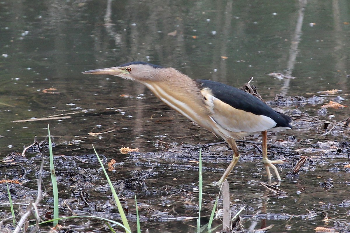 Little Bittern (Little) - ML204879511