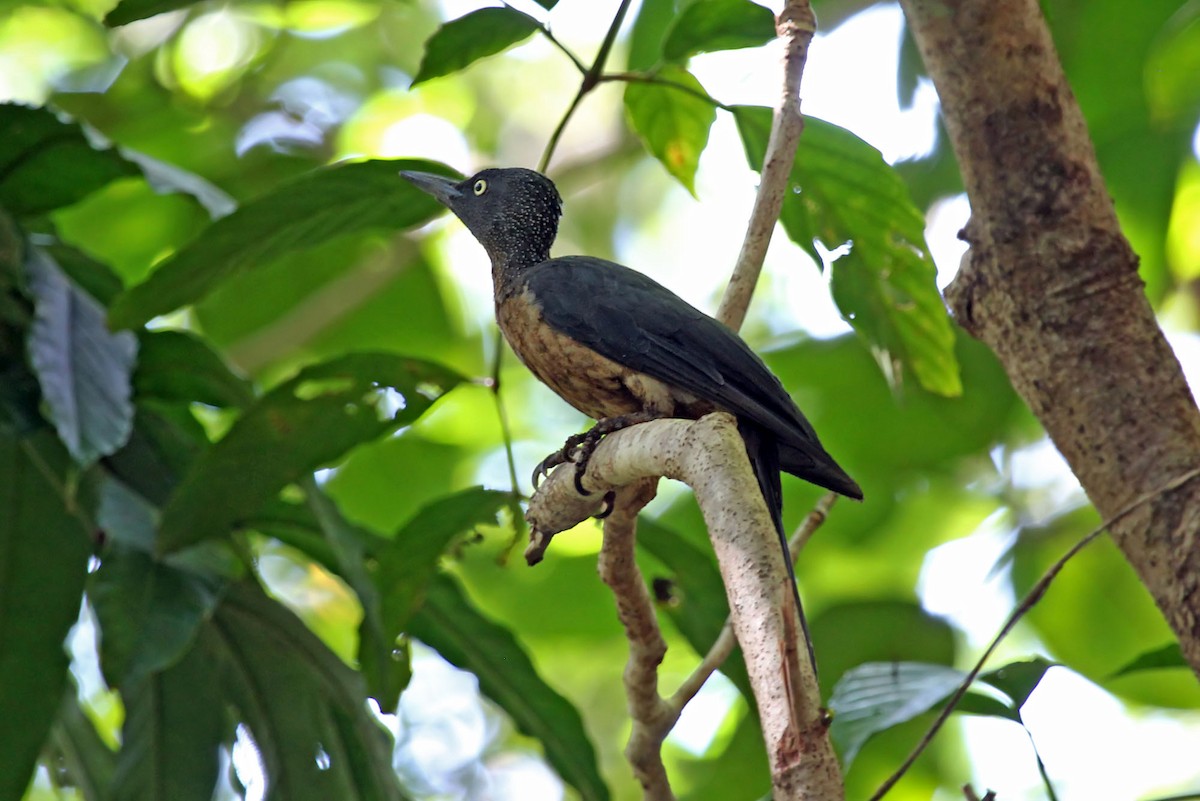 Ashy Woodpecker - Phillip Edwards