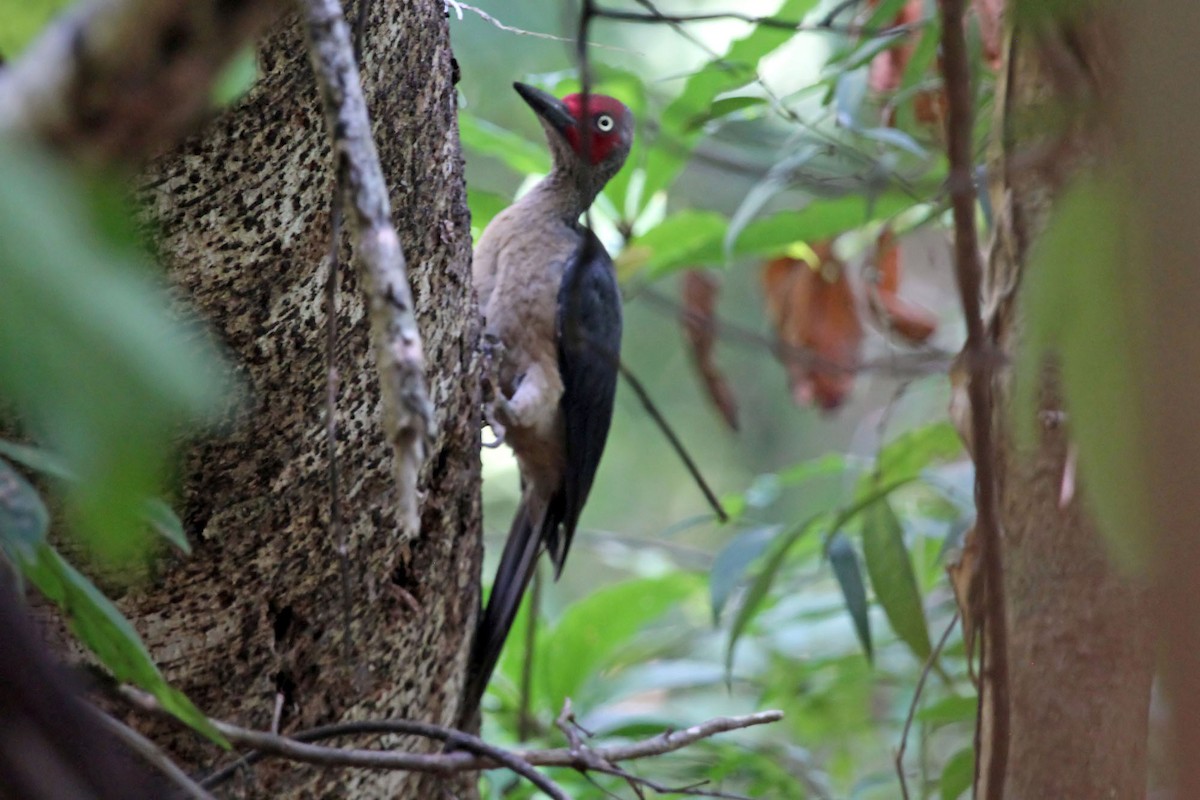 Ashy Woodpecker - Phillip Edwards