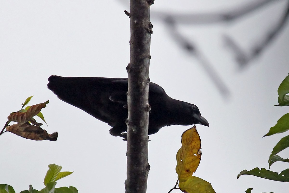 Banggai Crow - ML204879811