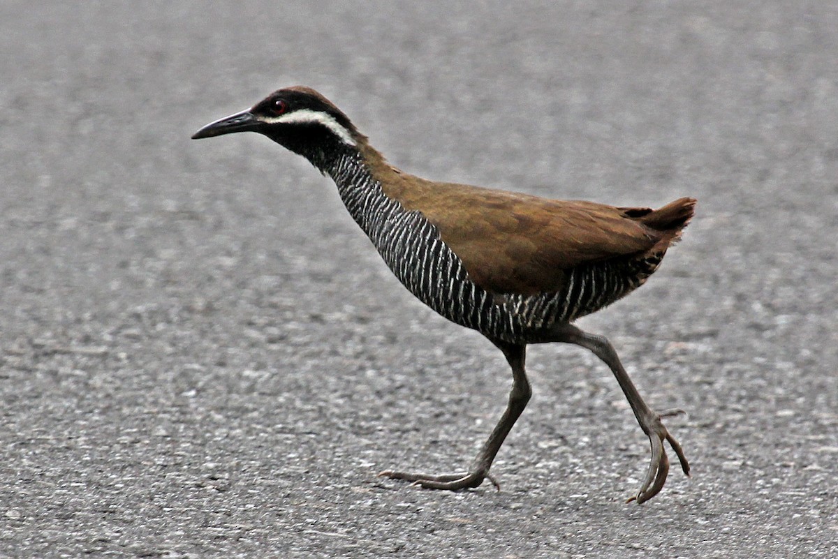 Barred Rail - ML204879821