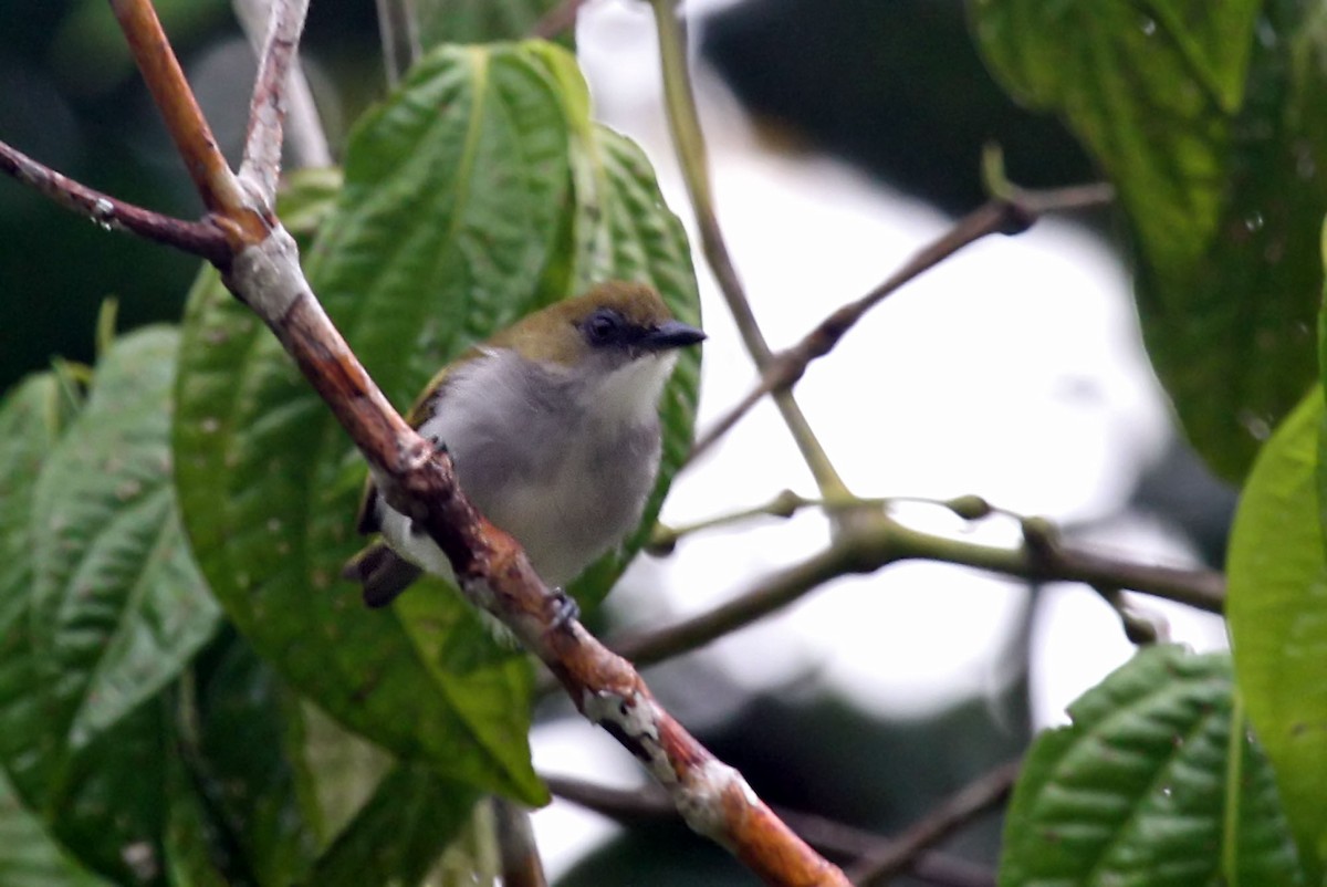 Biak White-eye - ML204879881