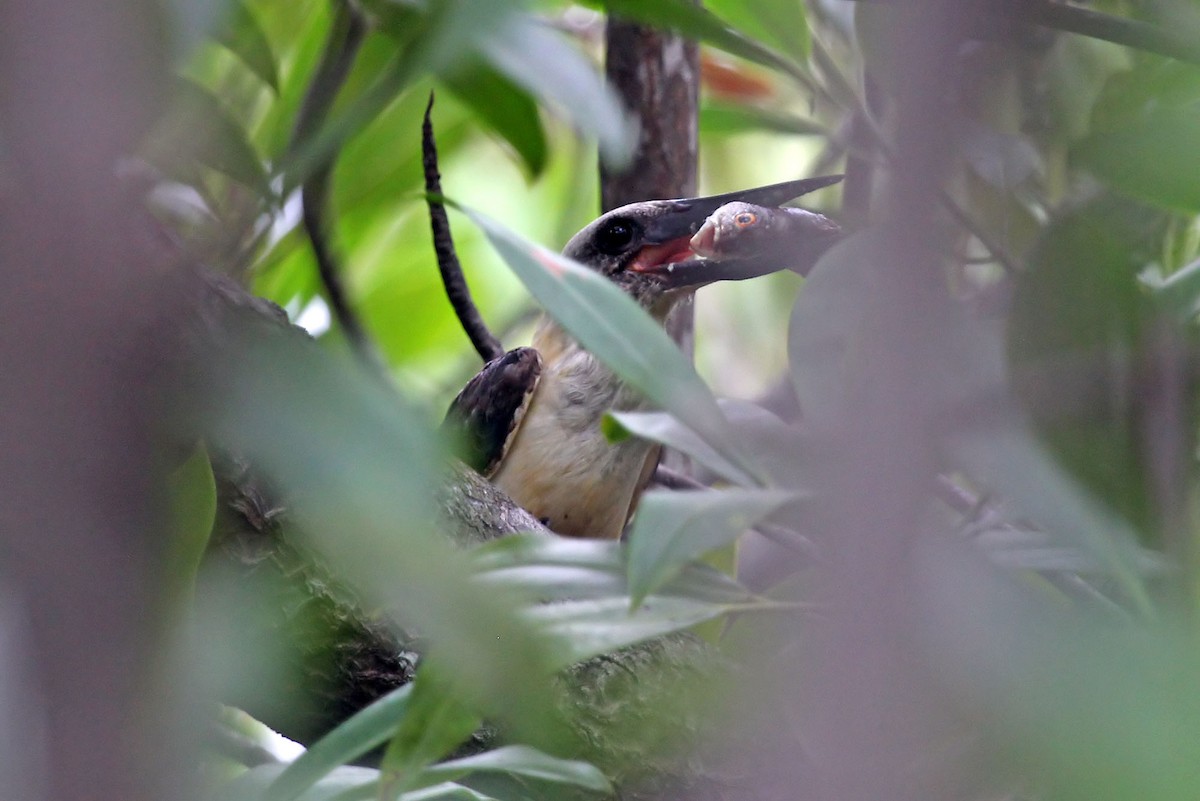 Great-billed Kingfisher - Phillip Edwards