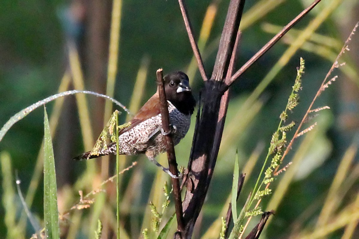 Black-faced Munia - ML204879971