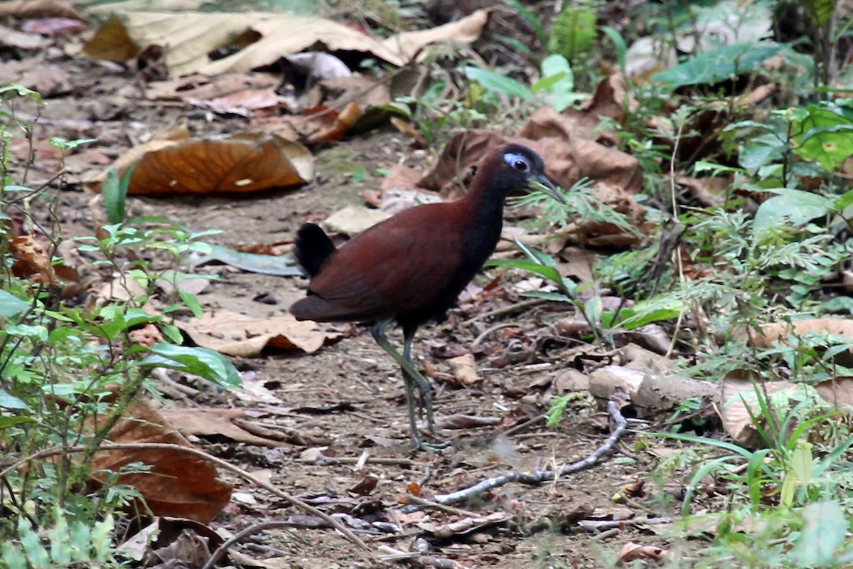 Blue-faced Rail - ML204880061